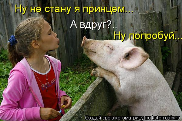Ну не стану я принцем... А вдруг?.. Ну попробуй...... Котоматрица: Ну не стану я принцем... А вдруг?.. Ну попробуй...