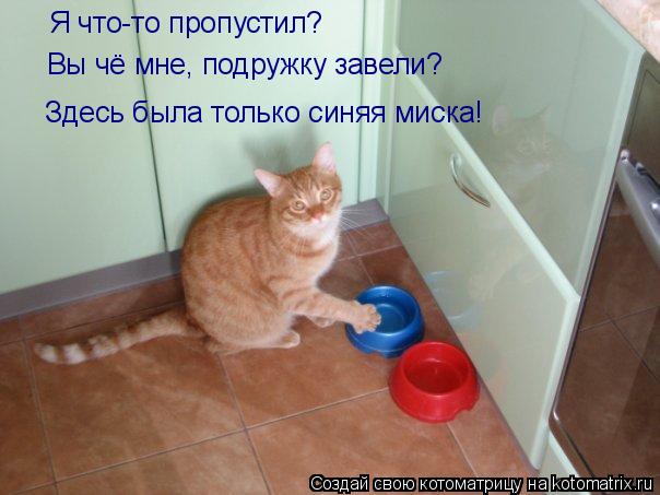 Я что-то пропустил? Вы чё мне, подружку завели? Здесь была только синяя миска!... Котоматрица: Я что-то пропустил? Вы чё мне, подружку завели? Здесь была только синяя миска!