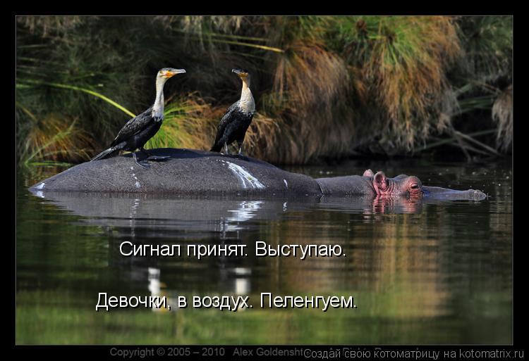 Сигнал принят. Выступаю. Девочки, в воздух. Пеленгуем.... Котоматрица: Сигнал принят. Выступаю. Девочки, в воздух. Пеленгуем.