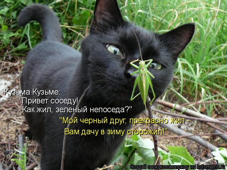 Котоматрица: Кузьма Кузьме: "Привет соседу! Как жил, зеленый непоседа?" "Мой черный друг, прекрасно жил -  Вам дачу в зиму сторожил!"