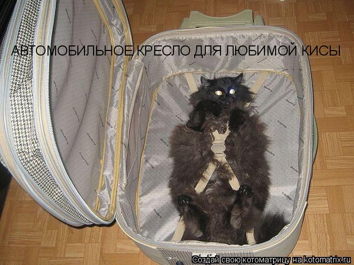 АВТОМОБИЛЬНОЕ КРЕСЛО ДЛЯ ЛЮБИМОЙ КИСЫ... Котоматрица: АВТОМОБИЛЬНОЕ КРЕСЛО ДЛЯ ЛЮБИМОЙ КИСЫ