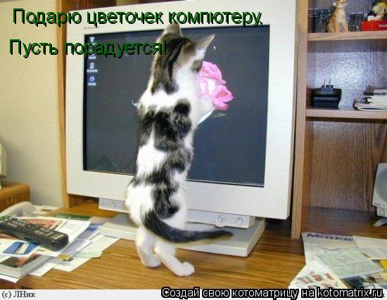 Подарю цветочек компютеру, Пусть порадуется!... Котоматрица: Подарю цветочек компютеру, Пусть порадуется!