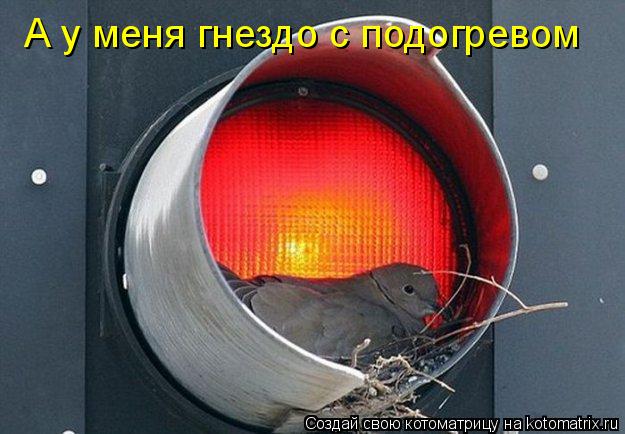 А у меня гнездо с подогревом... Котоматрица: А у меня гнездо с подогревом