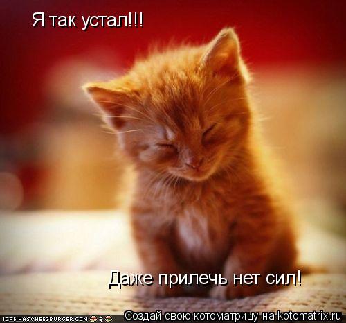 Котоматрица: Я так устал!!! Даже прилечь нет сил!