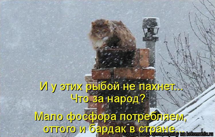 И у этих рыбой не пахнет... Что за народ? Мало фосфора потребляем, оттого и бардак в стране...... Котоматрица: И у этих рыбой не пахнет... Что за народ? Мало фосфора потребляем, оттого и бардак в стране...