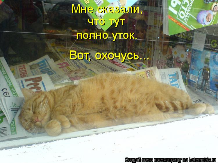 Мне сказали, что тут полно уток. Вот, охочусь...... Котоматрица: Мне сказали, что тут полно уток. Вот, охочусь...