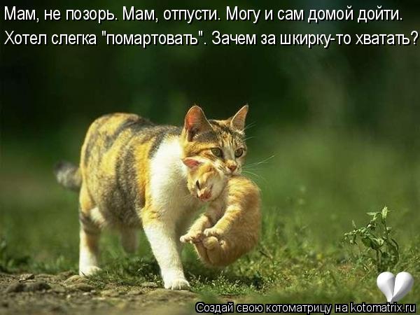 Котоматрица: Мам, не позорь. Мам, отпусти. Могу и сам домой дойти. Хотел слегка "помартовать". Зачем за шкирку-то хватать?