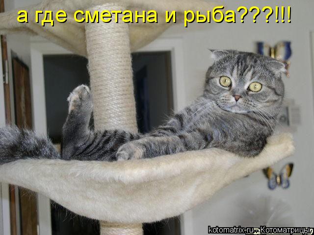 а где сметана и рыба???!!!... Котоматрица: а где сметана и рыба???!!!