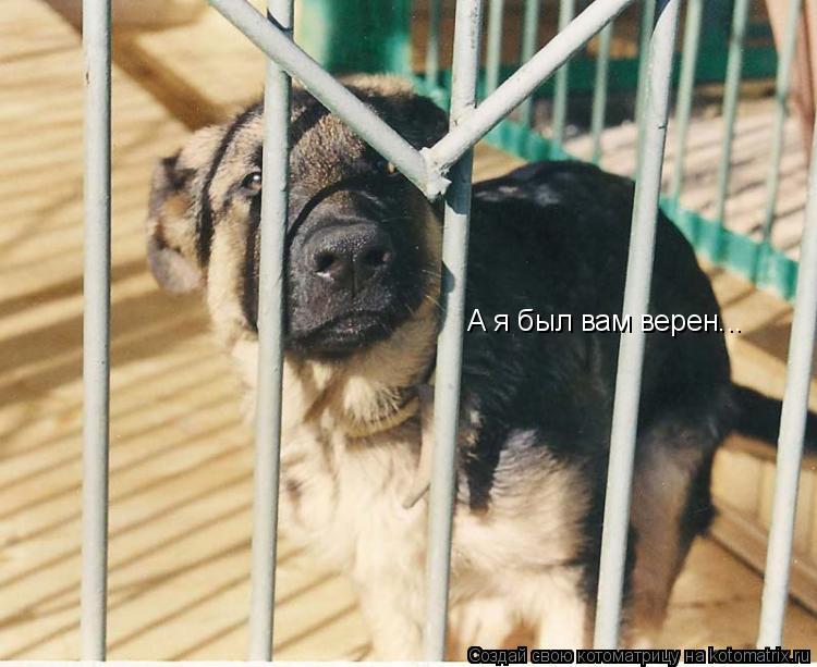 Котоматрица: А я был вам верен...