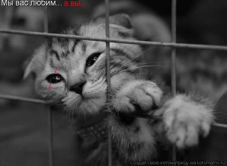 Мы вас любим... а вы... / /... Котоматрица: Мы вас любим... а вы... / /