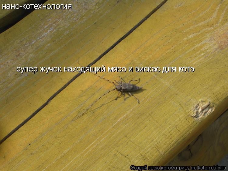 Котоматрица: нано-котехнология супер жучок находящий мясо и вискас для котэ