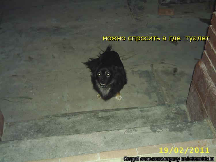Котоматрица: можно спросить а где  туалет