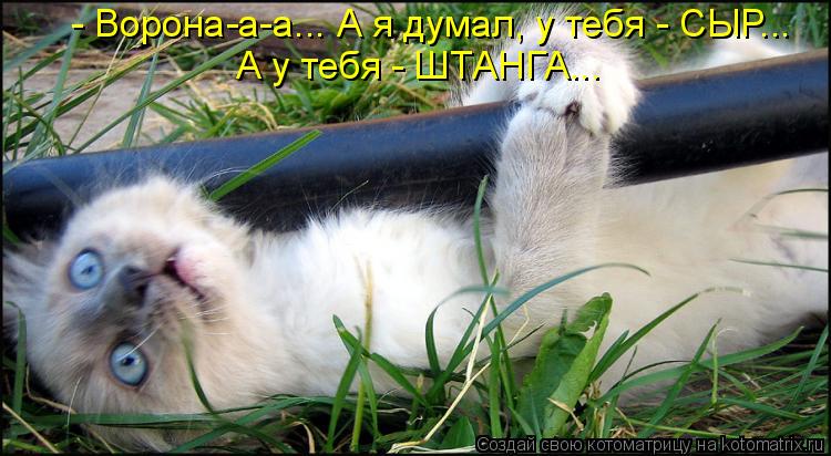 - Ворона-а-а... А я думал, у тебя - СЫР... А у тебя - ШТАНГА...... Котоматрица: - Ворона-а-а... А я думал, у тебя - СЫР... А у тебя - ШТАНГА...