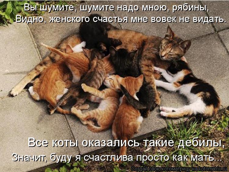 Вы шумите, шумите надо мною, рябины, Все коты оказались такие дебилы, Видно, женского счастья мне в... Котоматрица: Вы шумите, шумите надо мною, рябины, Все коты оказались такие дебилы, Видно, женского счастья мне вовек не видать. Значит, буду я счастлива п