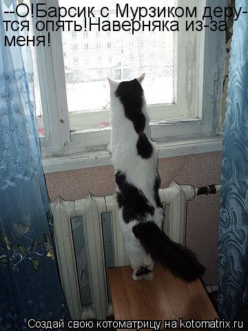 --О!Барсик с Мурзиком деру- тся опять!Наверняка из-за меня!... Котоматрица: --О!Барсик с Мурзиком деру- тся опять!Наверняка из-за меня!