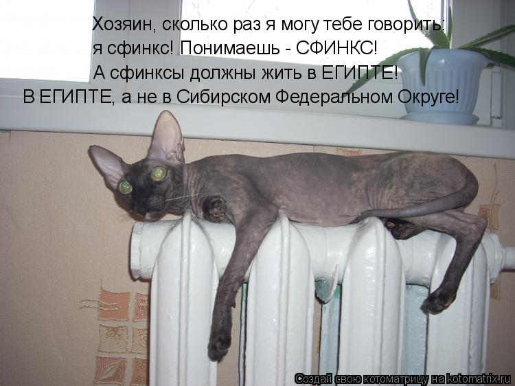 Хозяин, сколько раз я могу тебе говорить: я сфинкс! Понимаешь - СФИНКС! А сфинксы должны жить в ЕГИПТ... Котоматрица: Хозяин, сколько раз я могу тебе говорить: я сфинкс! Понимаешь - СФИНКС! А сфинксы должны жить в ЕГИПТЕ! В ЕГИПТЕ, а не в Сибирском Федеральном
