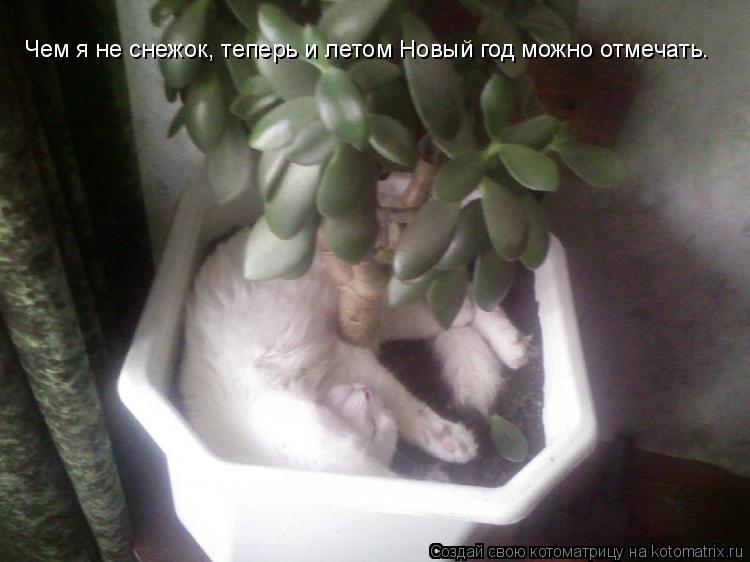 Чем я не снежок, теперь и летом Новый год можно отмечать.... Котоматрица: Чем я не снежок, теперь и летом Новый год можно отмечать.