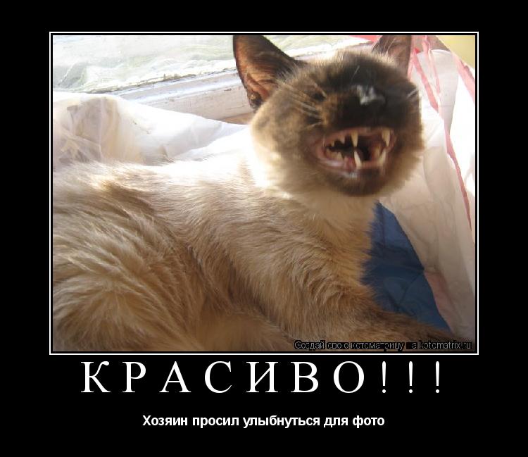 КРАСИВО!!! Хозяин просил улыбнуться для фото... Котоматрица: КРАСИВО!!! Хозяин просил улыбнуться для фото
