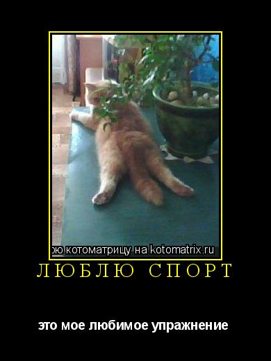 ЛЮБЛЮ СПОРТ это мое любимое упражнение ... Котоматрица: ЛЮБЛЮ СПОРТ это мое любимое упражнение