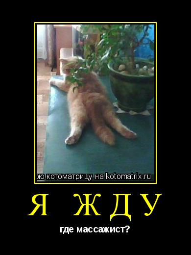 я жду где массажист?... Котоматрица: я жду где массажист?
