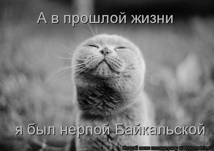 А в прошлой жизни я был нерпой Байкальской... Котоматрица: А в прошлой жизни я был нерпой Байкальской