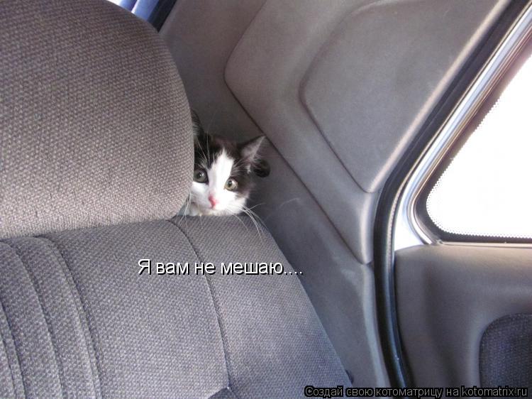 Я вам не мешаю....... Котоматрица: Я вам не мешаю....