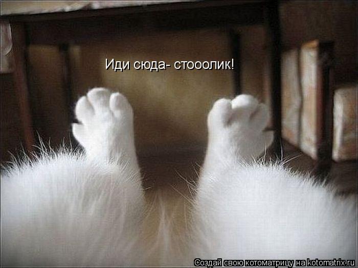 Иди сюда- стооолик!... Котоматрица: Иди сюда- стооолик!