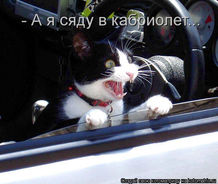 - А я сяду в кабриолет...... Котоматрица: - А я сяду в кабриолет...