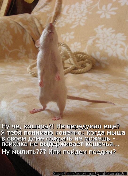 Котоматрица: Ну че, кошара?! Не передумал еще?  Я тебя понимаю конечно: когда мыша  в своем доме сожрать не можешь -  психика не выдерживает кошачья... Ну мыл