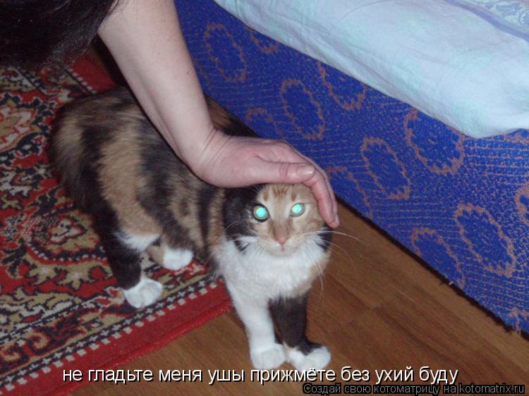 не гладьте меня ушы прижмёте без ухий буду... Котоматрица: не гладьте меня ушы прижмёте без ухий буду