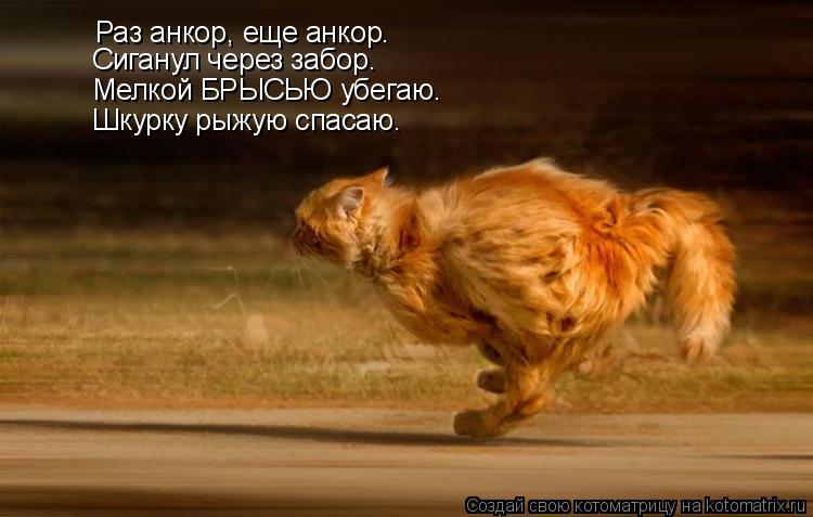 Раз анкор, еще анкор. Сиганул через забор. Мелкой БРЫСЬЮ убегаю. Шкурку рыжую спасаю.... Котоматрица: Раз анкор, еще анкор. Сиганул через забор. Мелкой БРЫСЬЮ убегаю. Шкурку рыжую спасаю.
