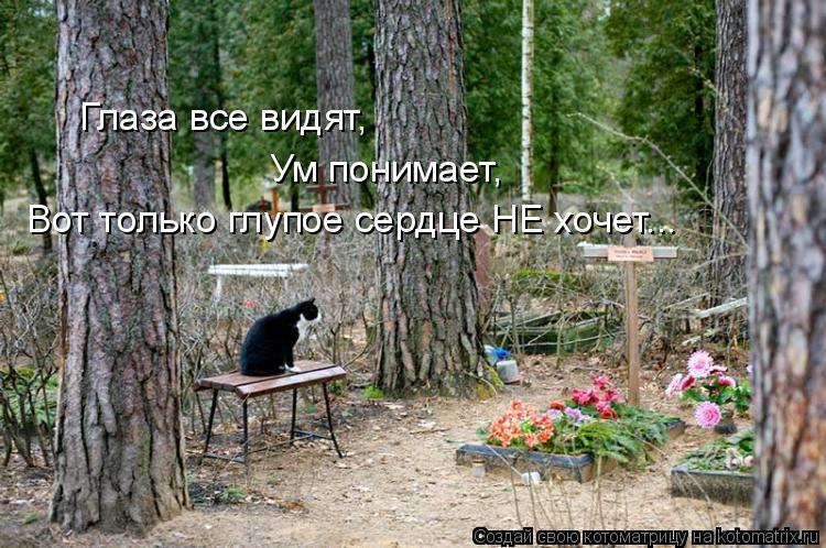 Котоматрица: Глаза все видят,  Ум понимает, Вот только глупое сердце НЕ хочет...