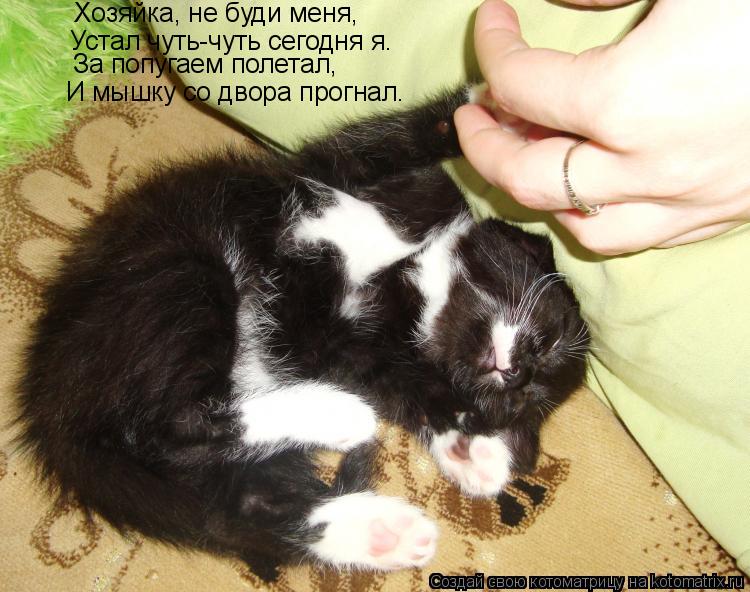 Котоматрица: Хозяйка, не буди меня, Устал чуть-чуть сегодня я. За попугаем полетал, И мышку со двора прогнал.
