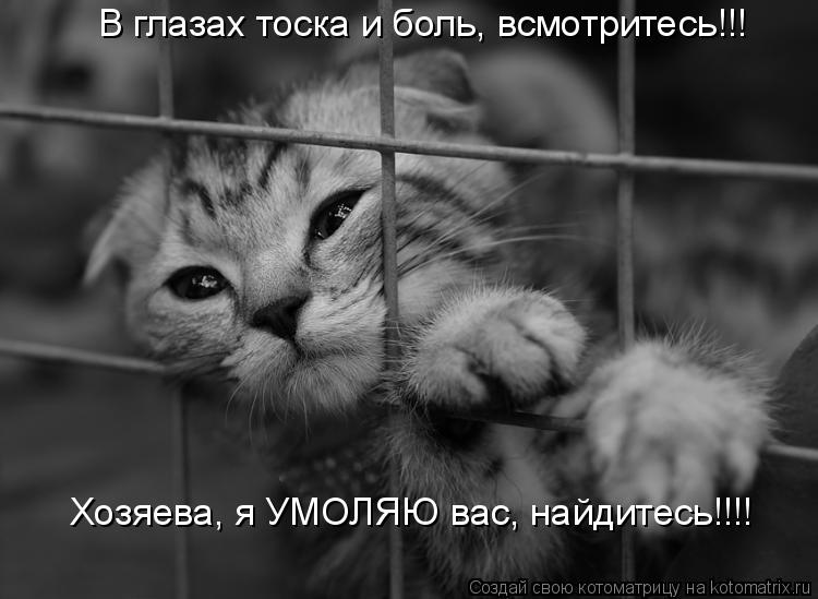 Котоматрица: В глазах тоска и боль, всмотритесь!!! Хозяева, я УМОЛЯЮ вас, найдитесь!!!!
