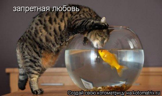 запретная любовь... Котоматрица: запретная любовь