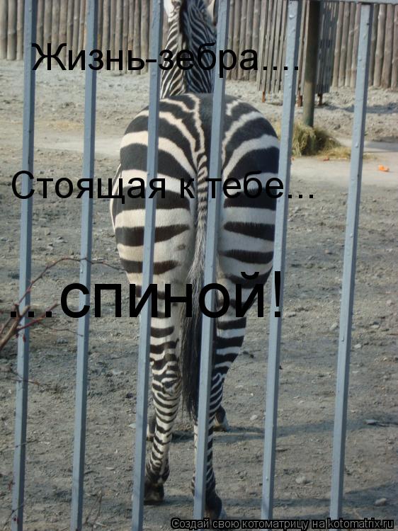 Котоматрица: Жизнь-зебра.... Стоящая к тебе... ...спиной!