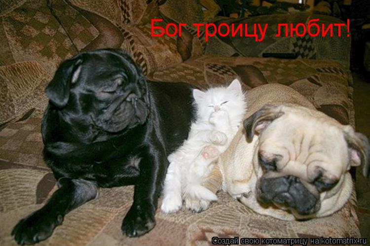 Бог троицу любит!... Котоматрица: Бог троицу любит!
