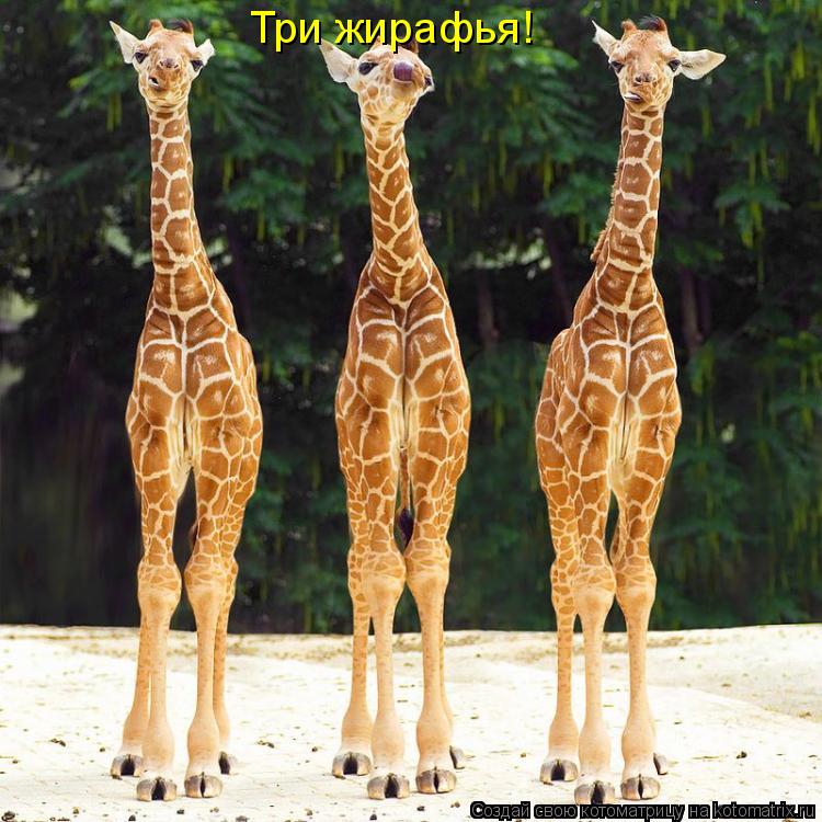 Котоматрица: Три жирафья!