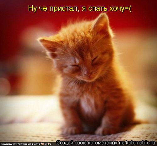 Ну че пристал, я спать хочу=(... Котоматрица: Ну че пристал, я спать хочу=(