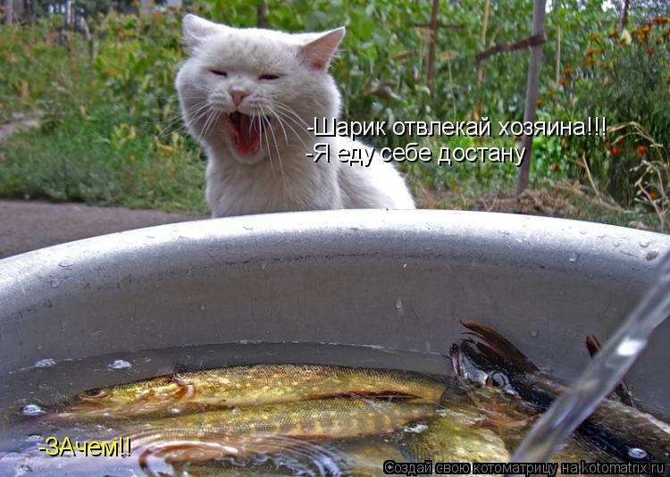 -Шарик отвлекай хозяина!!! -ЗАчем!! -Я еду себе достану... Котоматрица: -Шарик отвлекай хозяина!!! -ЗАчем!! -Я еду себе достану