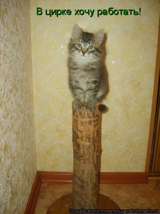 В цирке хочу работать!... Котоматрица: В цирке хочу работать!