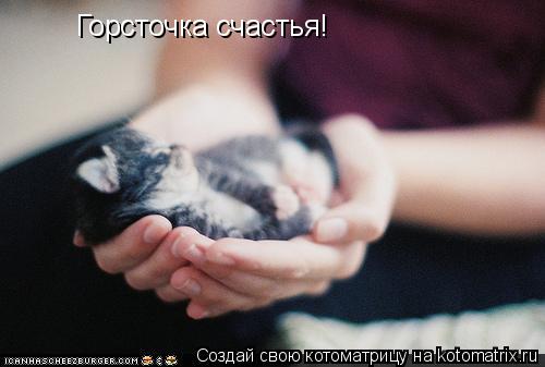 Горсточка счастья!... Котоматрица: Горсточка счастья!