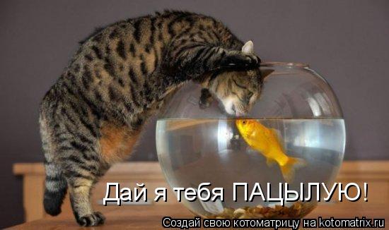 Дай я тебя ПАЦЫЛУЮ!... Котоматрица: Дай я тебя ПАЦЫЛУЮ!