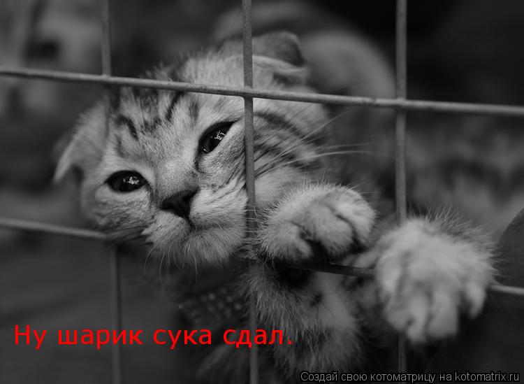 Ну шарик сука сдал.... Котоматрица: Ну шарик сука сдал.