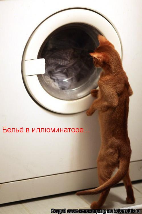 Бельё в иллюминаторе...... Котоматрица: Бельё в иллюминаторе...