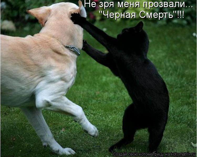 Не зря меня прозвали... "Черная Смерть"!!!... Котоматрица: Не зря меня прозвали... "Черная Смерть"!!!