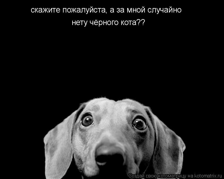 скажите пожалуйста, а за мной случайно нету чёрного кота??... Котоматрица: скажите пожалуйста, а за мной случайно нету чёрного кота??