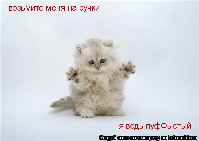 возьмите меня на ручки я ведь пуфФыстый... Котоматрица: возьмите меня на ручки я ведь пуфФыстый