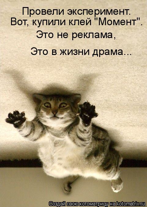 Провели эксперимент. Вот, купили клей "Момент". Это не реклама, Это в жизни драма...... Котоматрица: Провели эксперимент. Вот, купили клей "Момент". Это не реклама, Это в жизни драма...