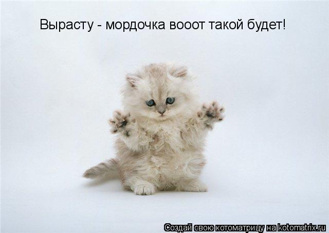 Котоматрица: Вырасту - мордочка вооот такой будет!